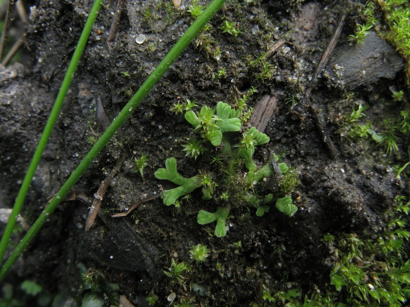 Riccia warnstorfii
