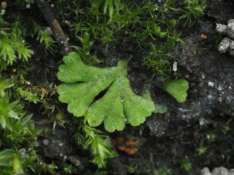 Riccia warnstorfii photo 2