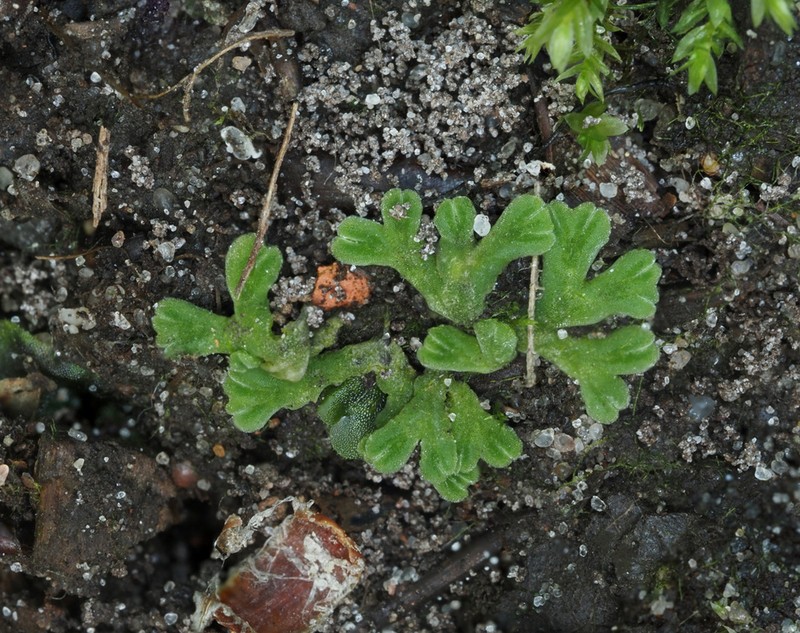 Riccia warnstorfii photo 3