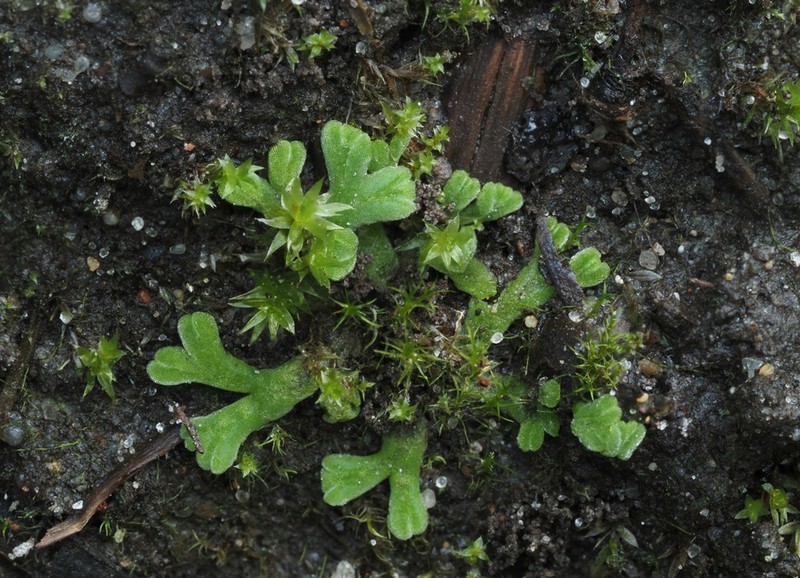 Riccia warnstorfii photo 4
