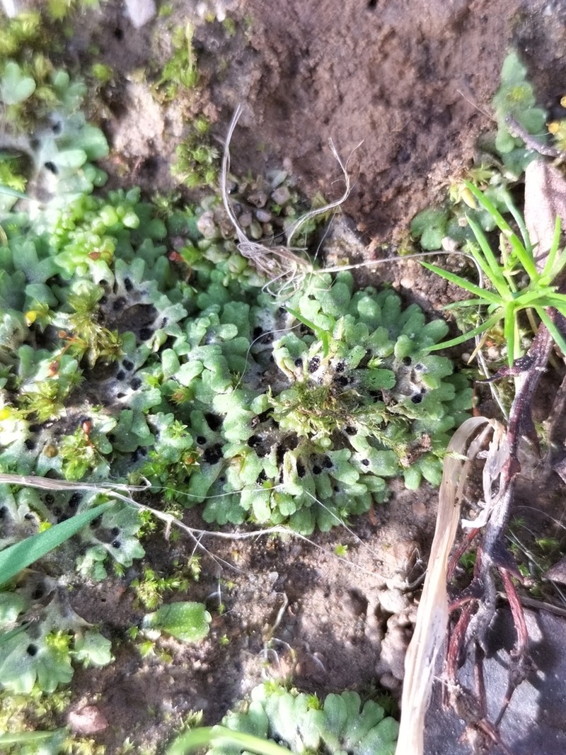 Riccia warnstorfii photo 5