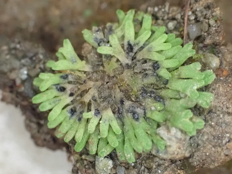 Riccia warnstorfii photo 6