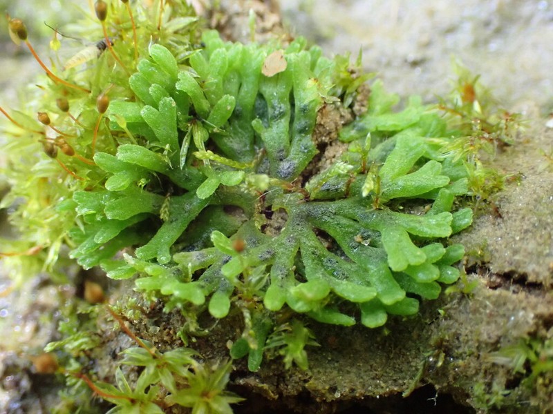 Riccia warnstorfii photo 7