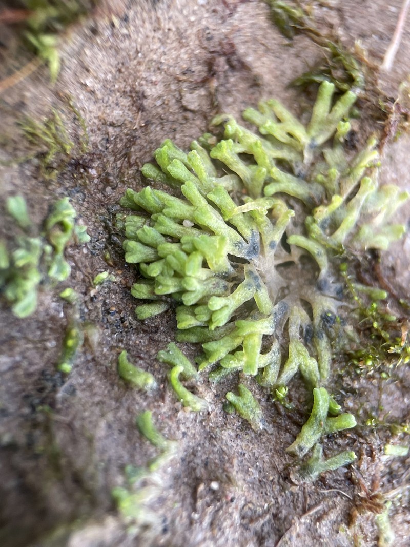 Riccia warnstorfii photo 8