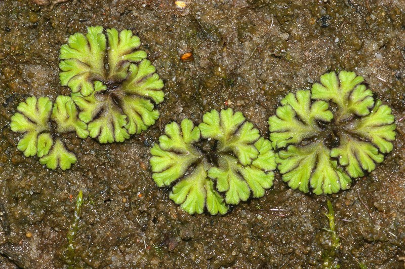 Ricciocarpos natans photo 5