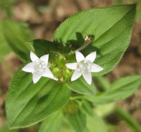 Tropical Mexican Clover
