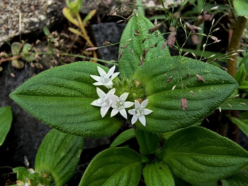 Tropical Mexican Clover photo 2