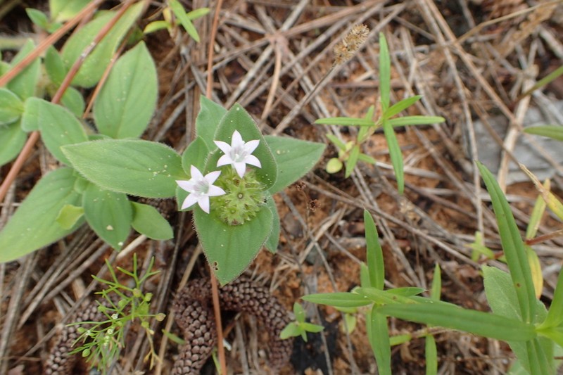 Tropical Mexican Clover photo 3