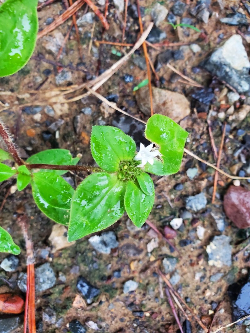 Tropical Mexican Clover photo 4