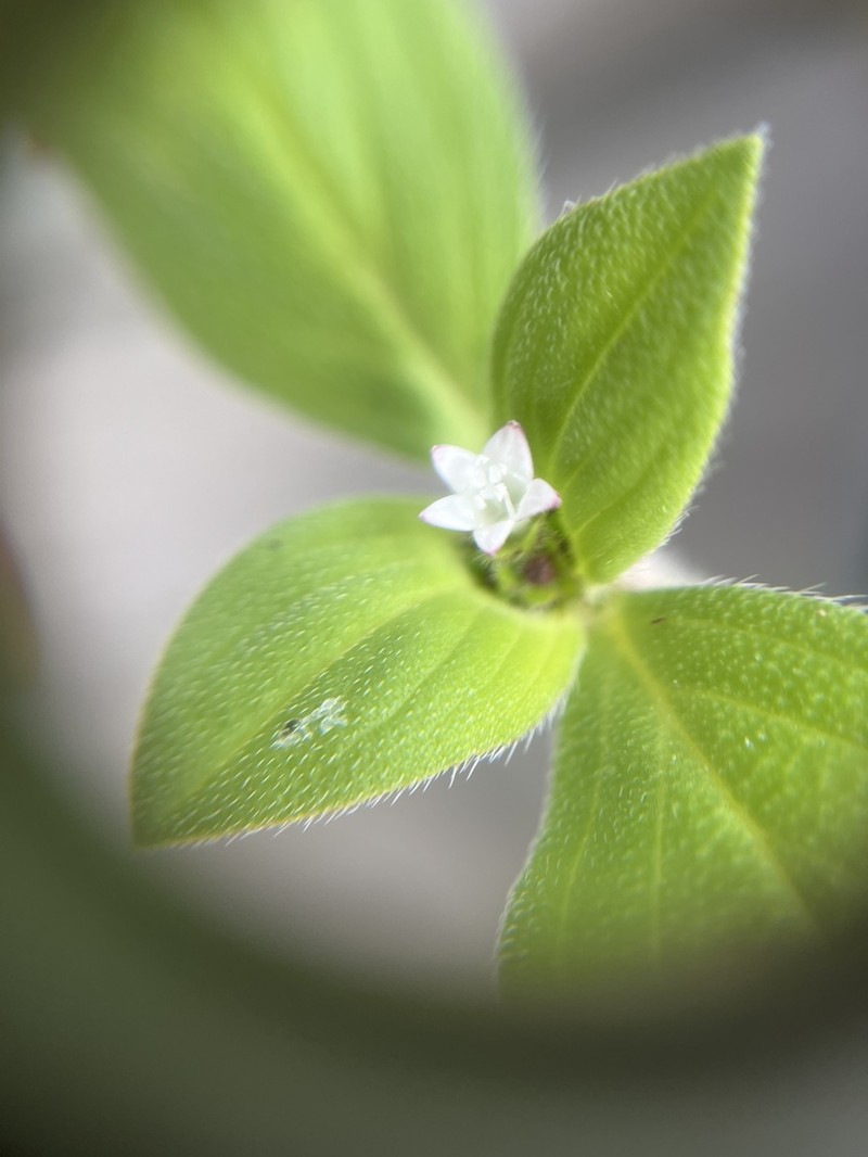 Tropical Mexican Clover photo 5