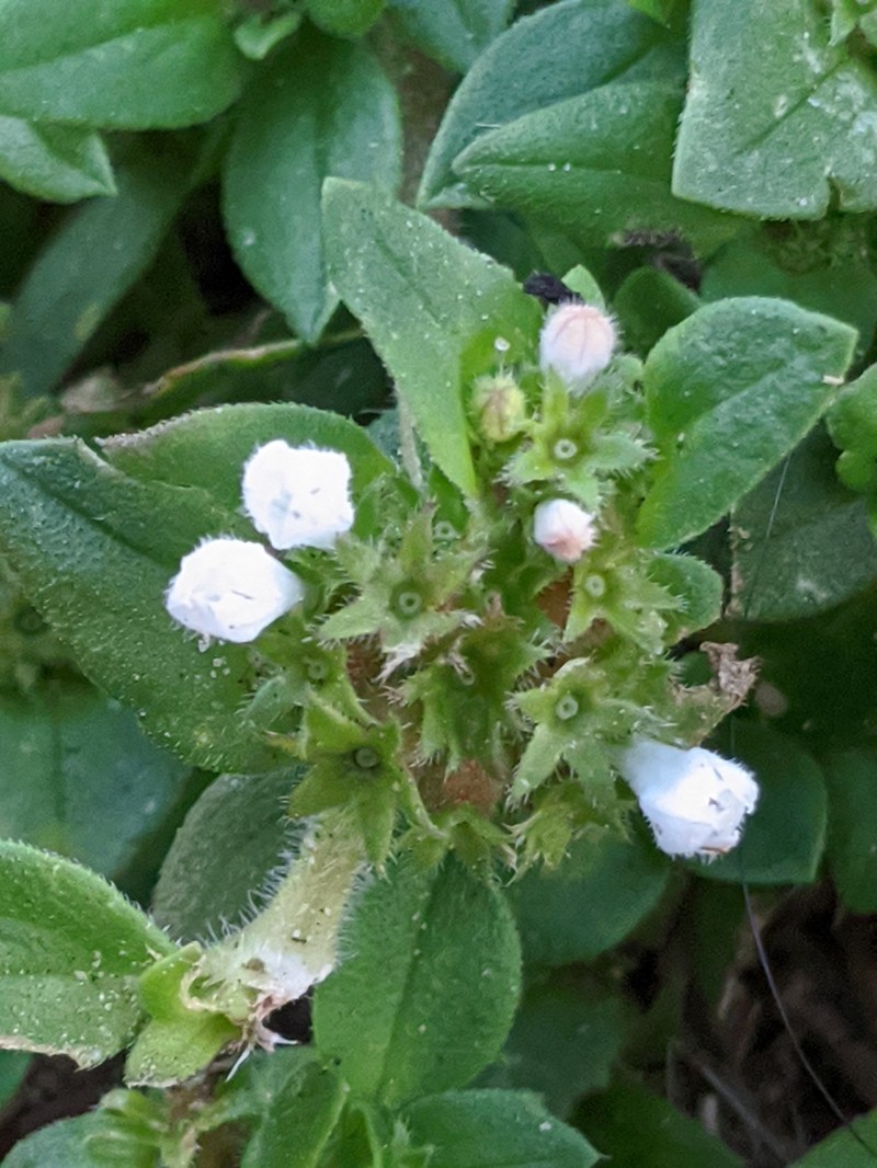 Tropical Mexican Clover photo 6