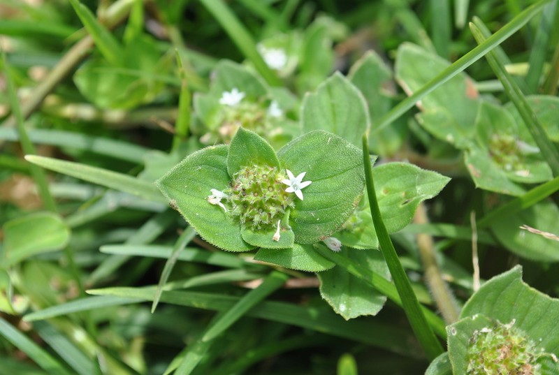Tropical Mexican Clover photo 7