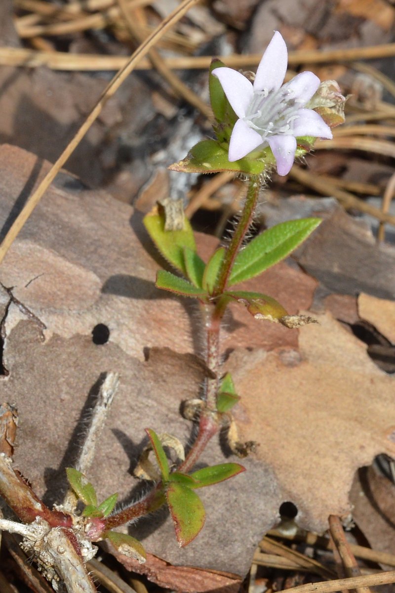 Largeflower Mexican Clover