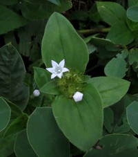 Rough Mexican Clover