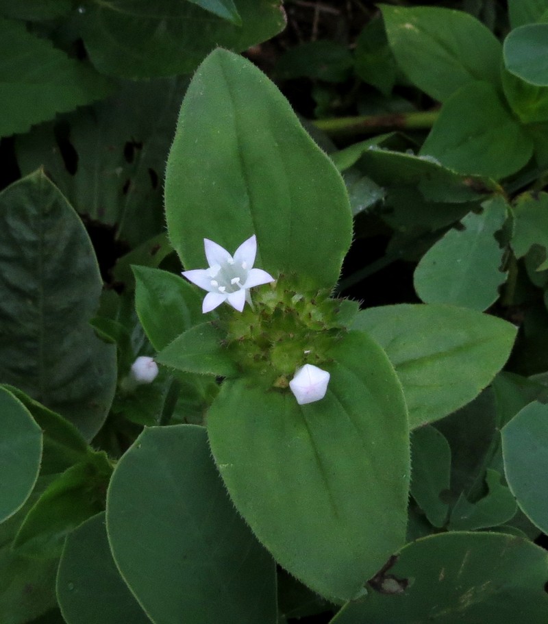Rough Mexican Clover