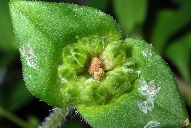 Rough Mexican Clover photo 2