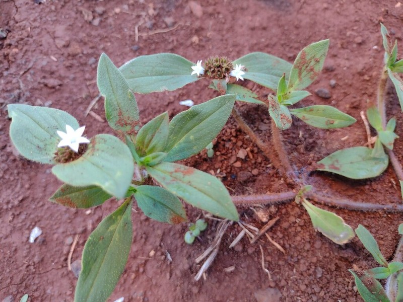 Rough Mexican Clover photo 3