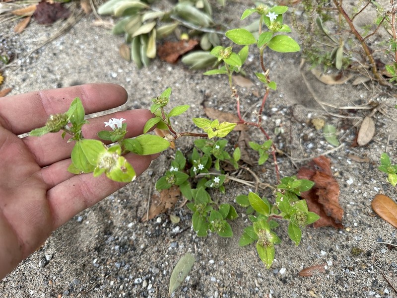 Rough Mexican Clover photo 4