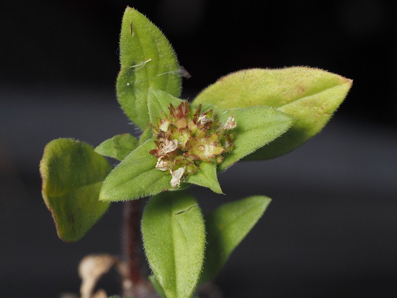 Rough Mexican Clover photo 5