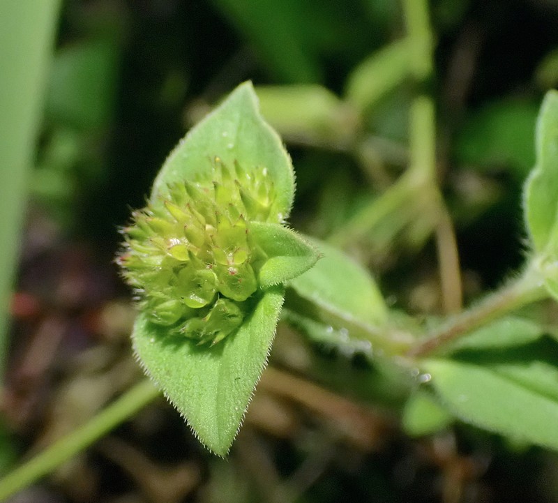 Rough Mexican Clover photo 6