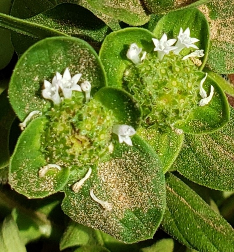 Rough Mexican Clover photo 7