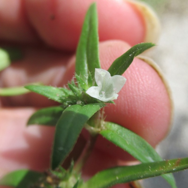 Prairie Mexican Clover