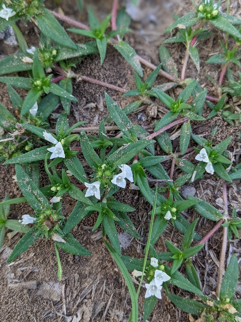 Prairie Mexican Clover photo 2
