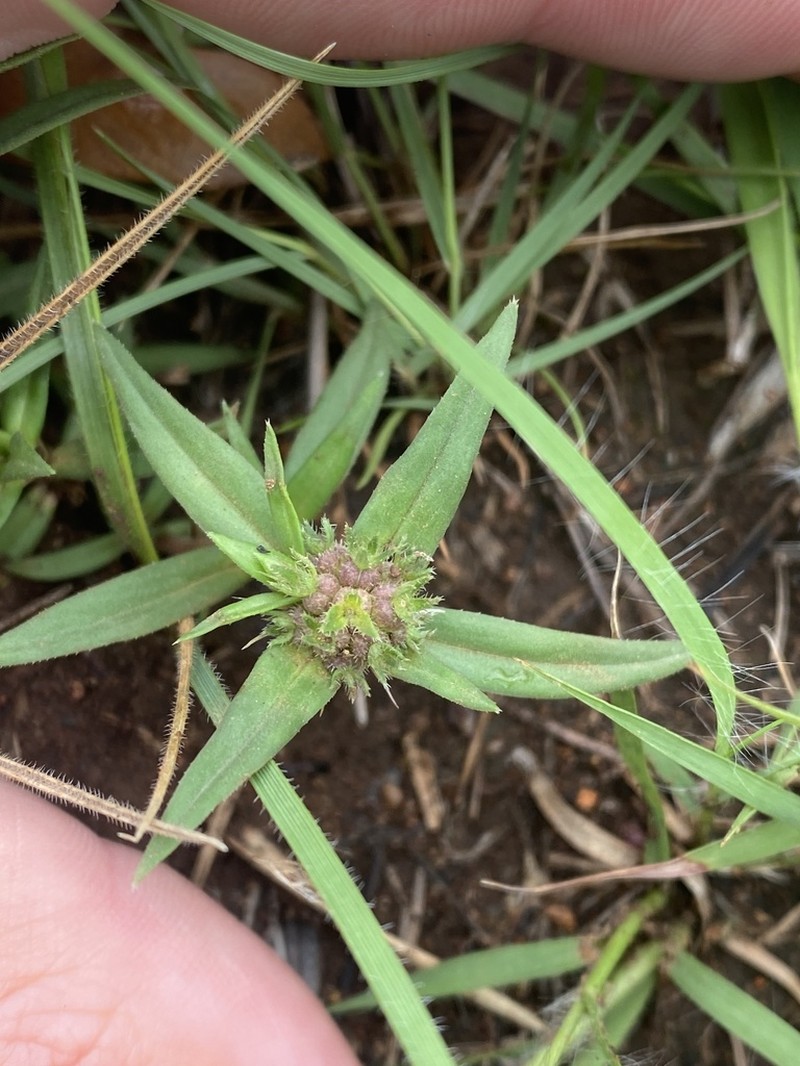 Prairie Mexican Clover photo 3