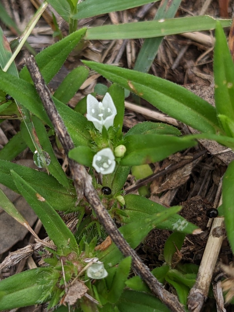 Prairie Mexican Clover photo 4