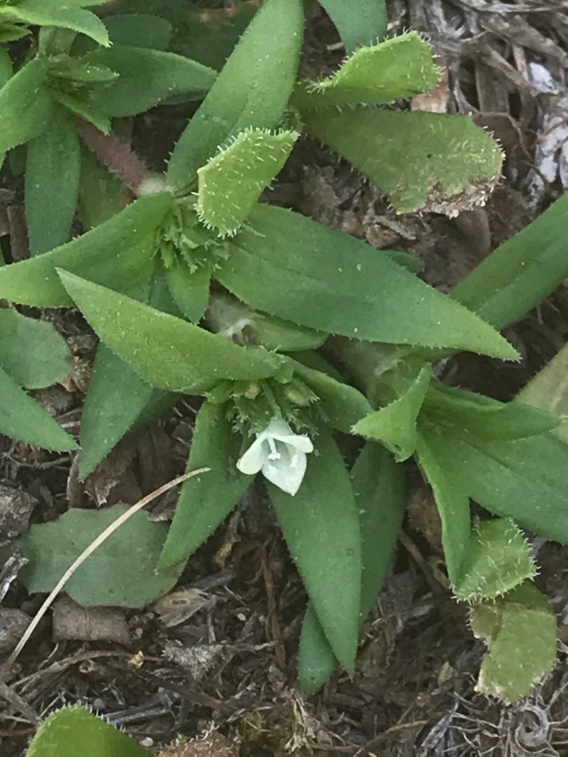 Prairie Mexican Clover photo 6