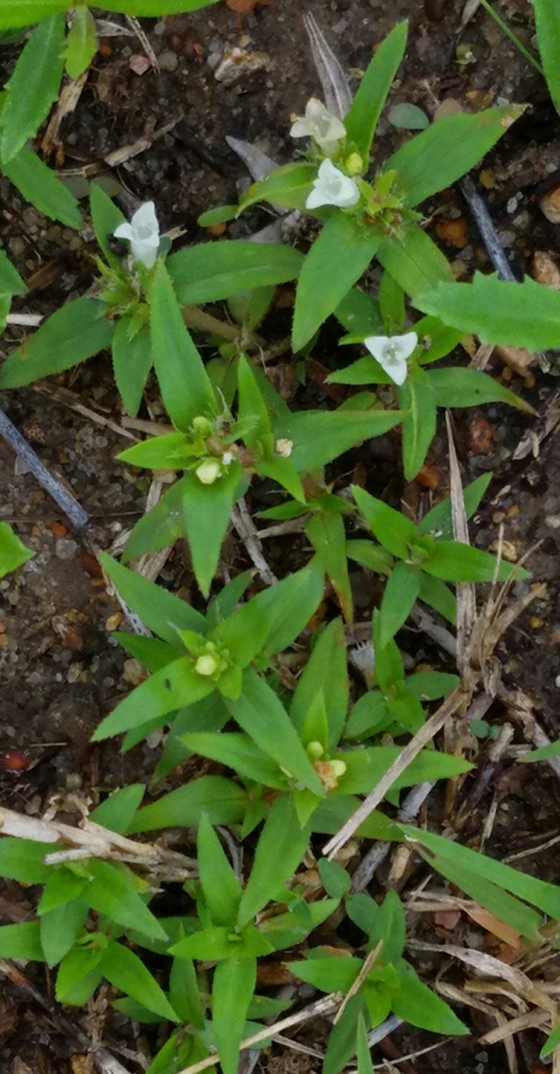 Prairie Mexican Clover photo 7