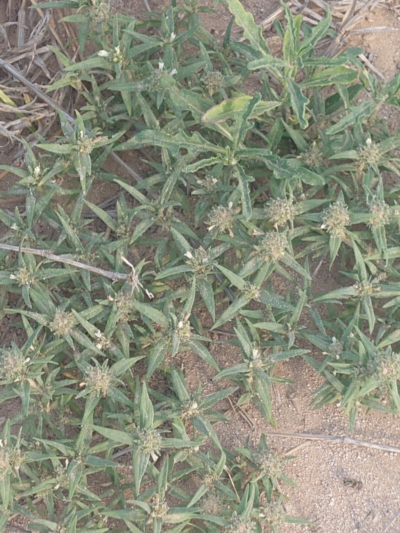 Prairie Mexican Clover photo 8