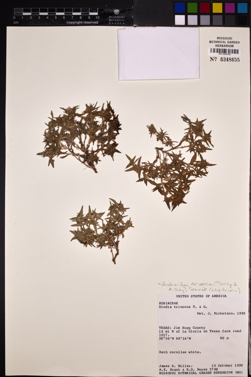 Richardia tricocca subsp. tricocca