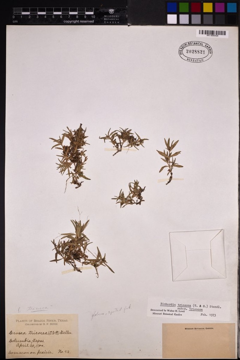 Richardia tricocca subsp. tricocca photo 2