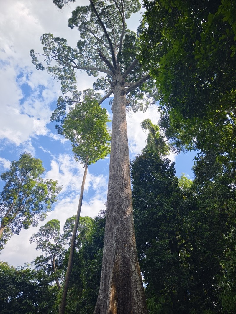 Richetia acuminatissima