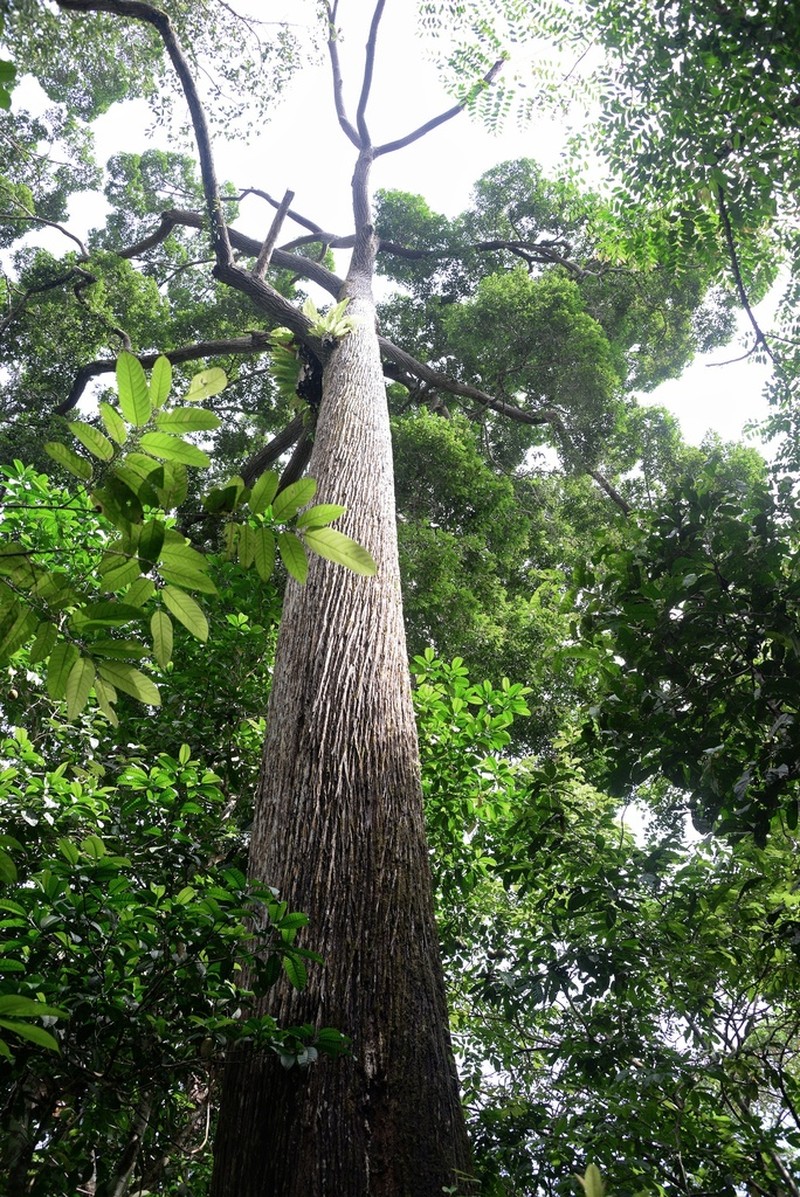 Richetia acuminatissima photo 2