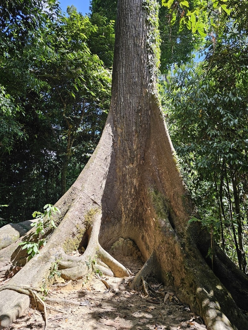 Richetia acuminatissima photo 4