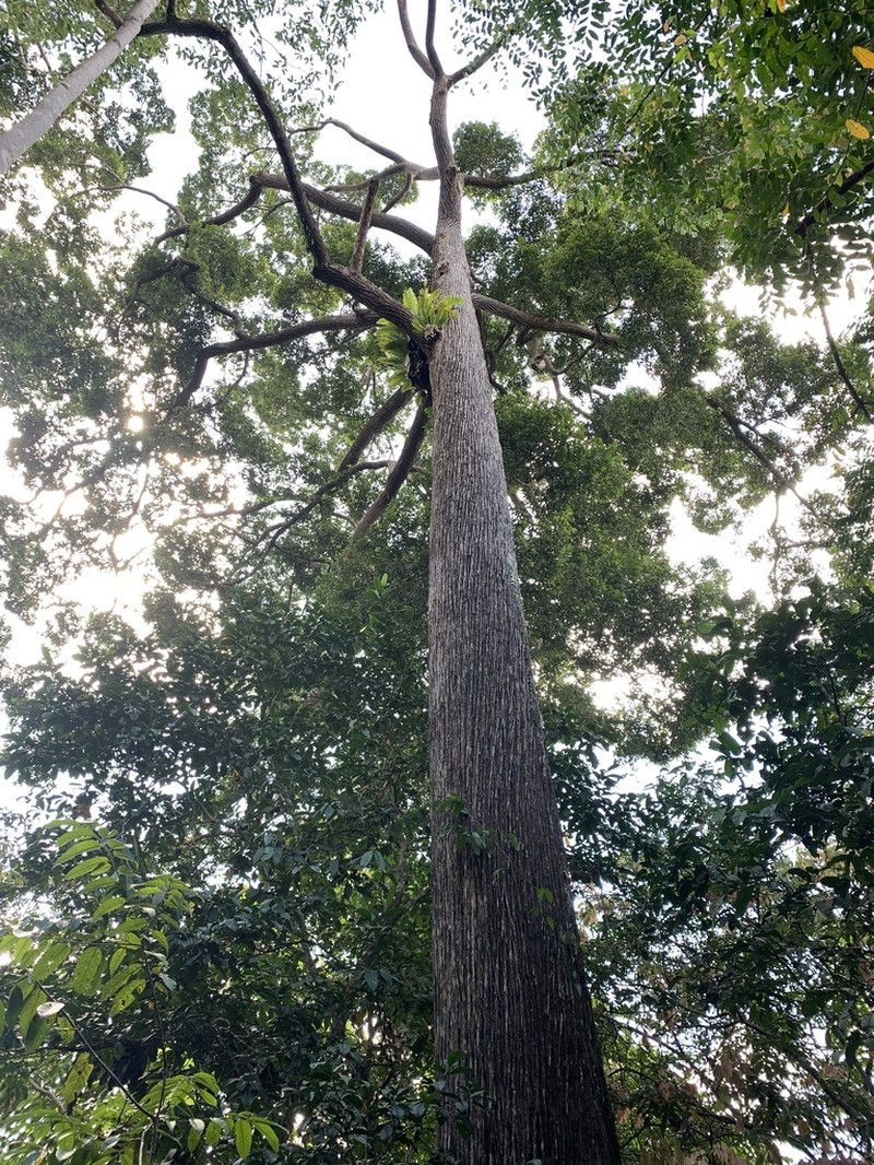 Richetia acuminatissima photo 5