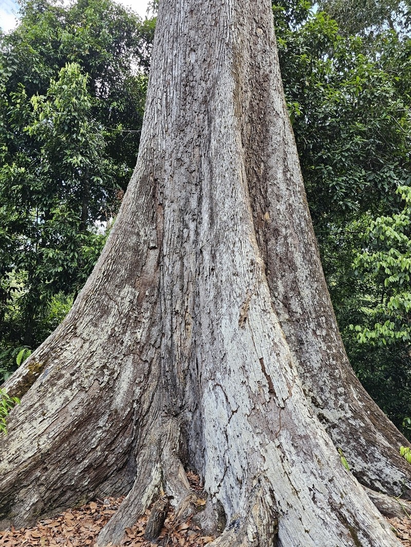 Richetia acuminatissima photo 6