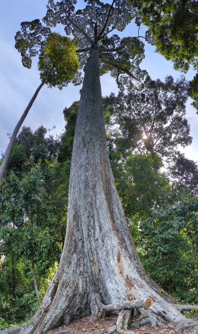 Richetia acuminatissima photo 8