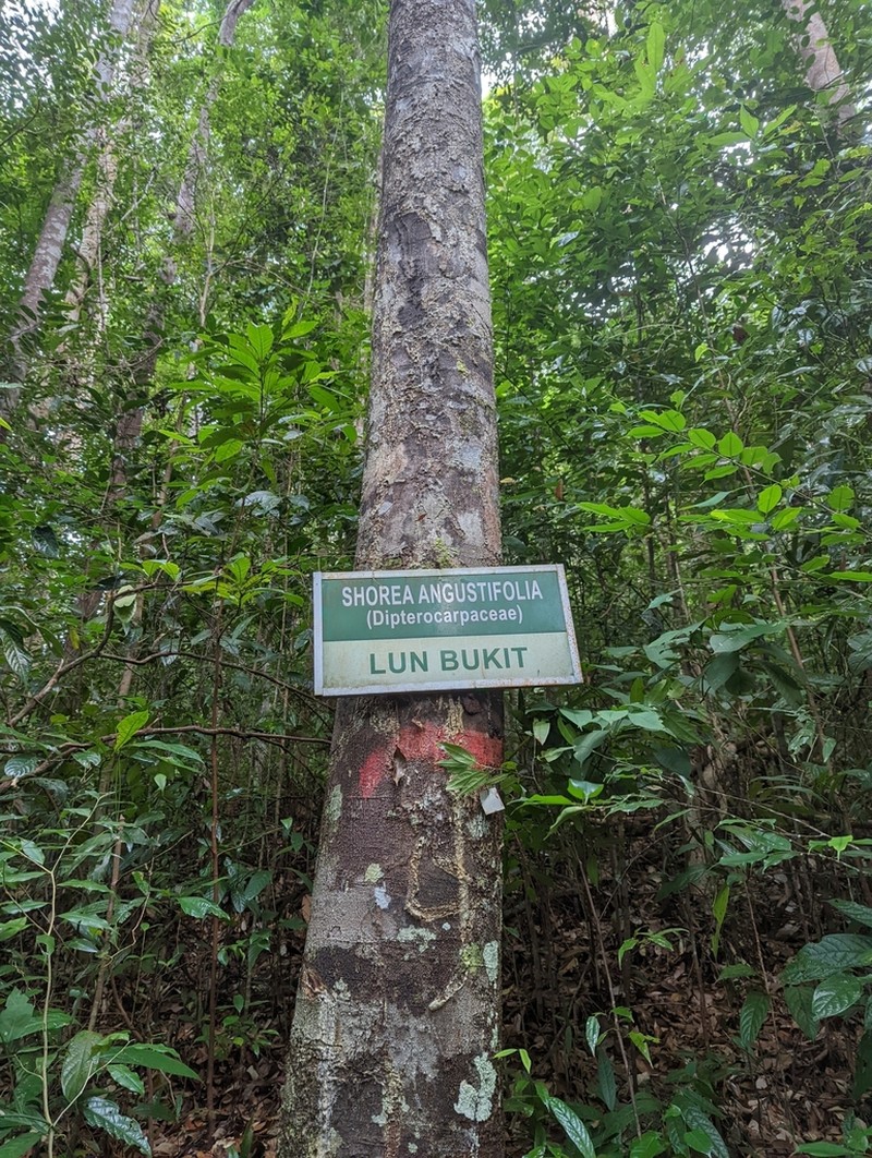 Richetia angustifolia