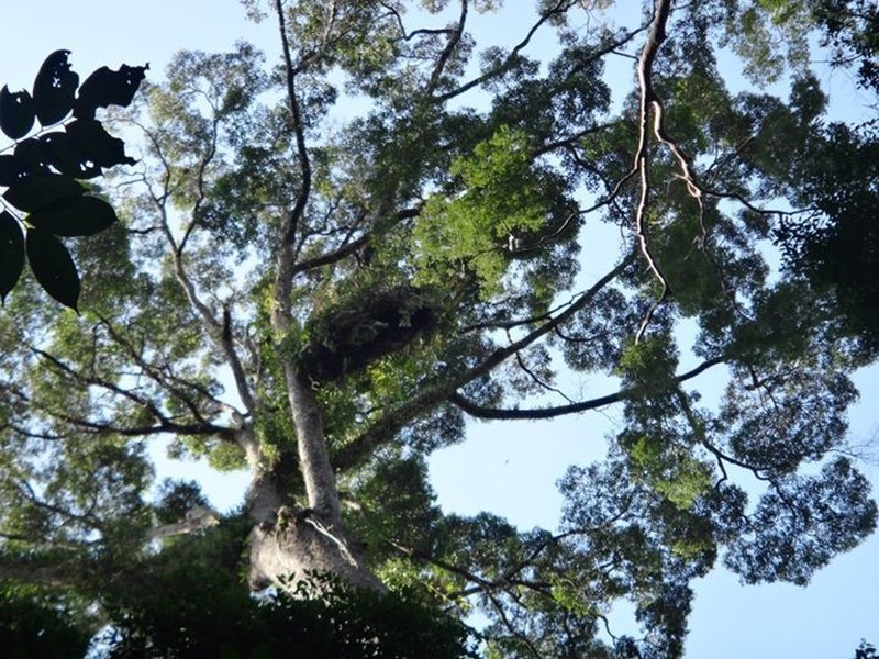 Richetia faguetiana photo 2