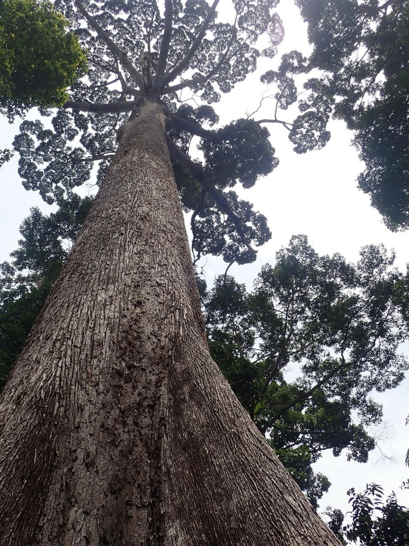 Richetia faguetiana photo 6