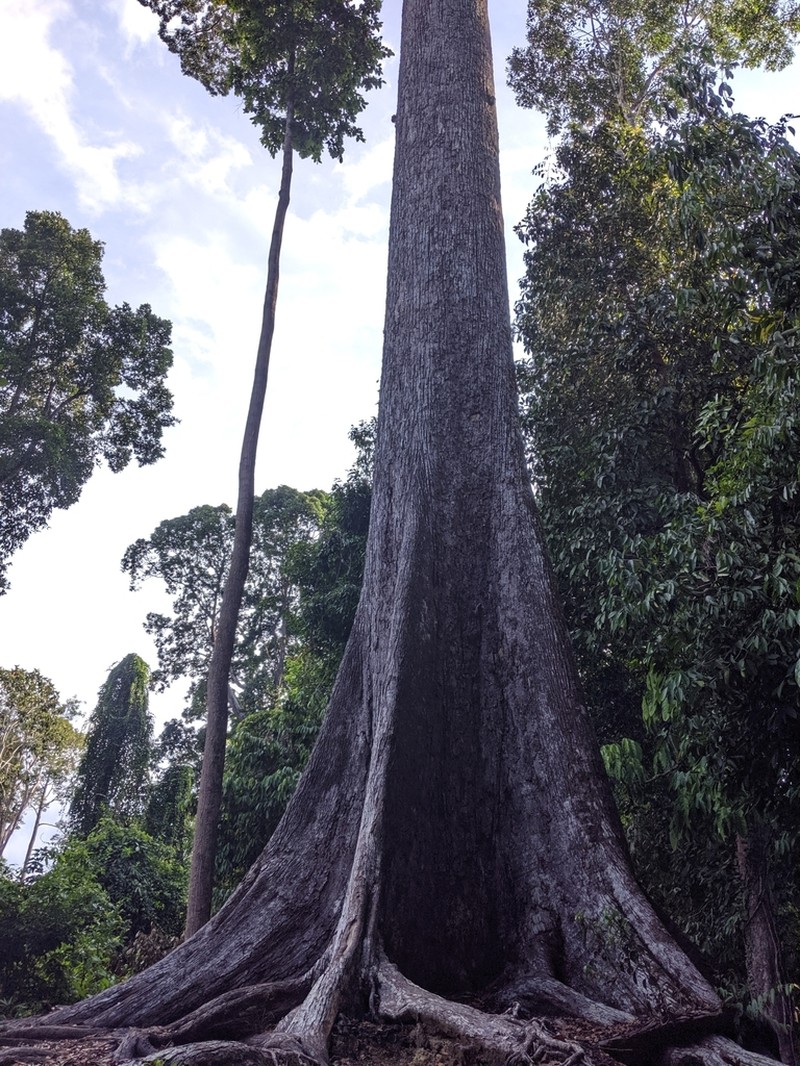 Richetia faguetiana photo 8