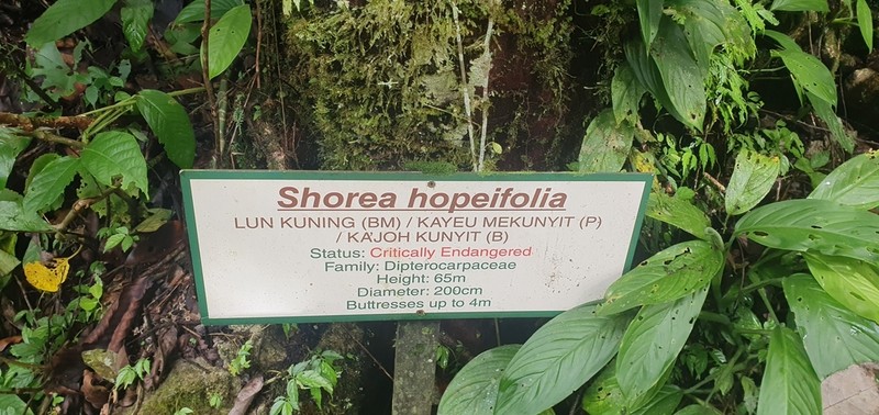 Richetia hopeifolia photo 2