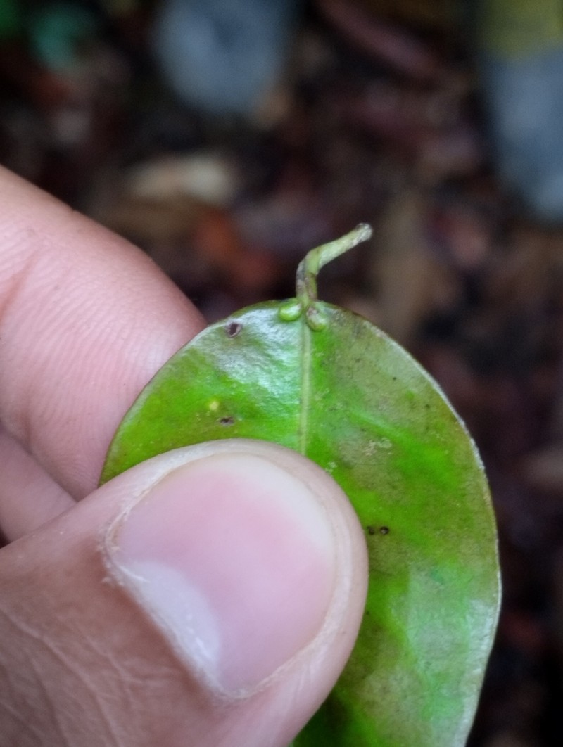 Richetia hopeifolia photo 3