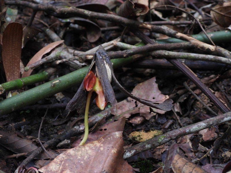 Richetia longisperma photo 2