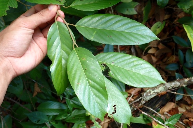 Richetia maxima