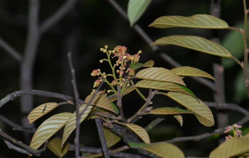 Richetia multiflora