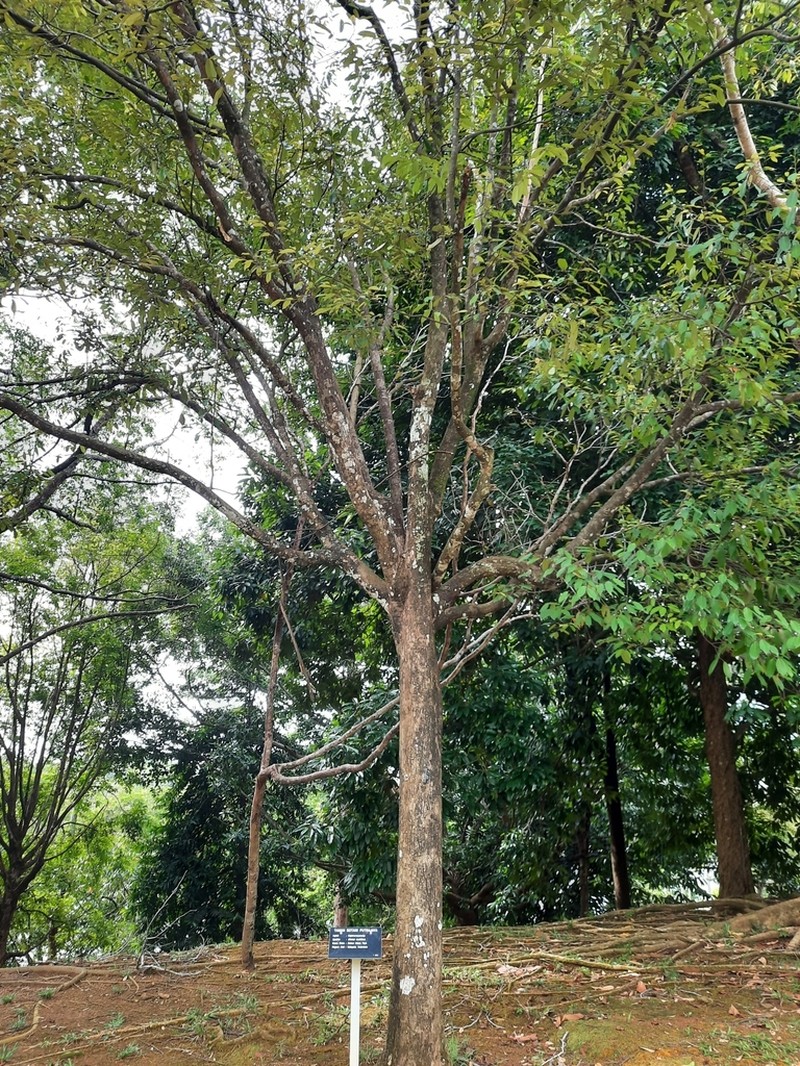 Richetia multiflora photo 2